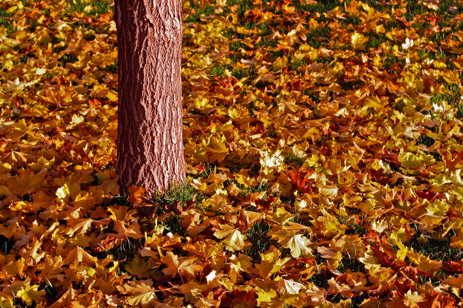 Fall used. Опавшие листья на земле. Листья опадают для детей. По опавшей листве. Ворох.