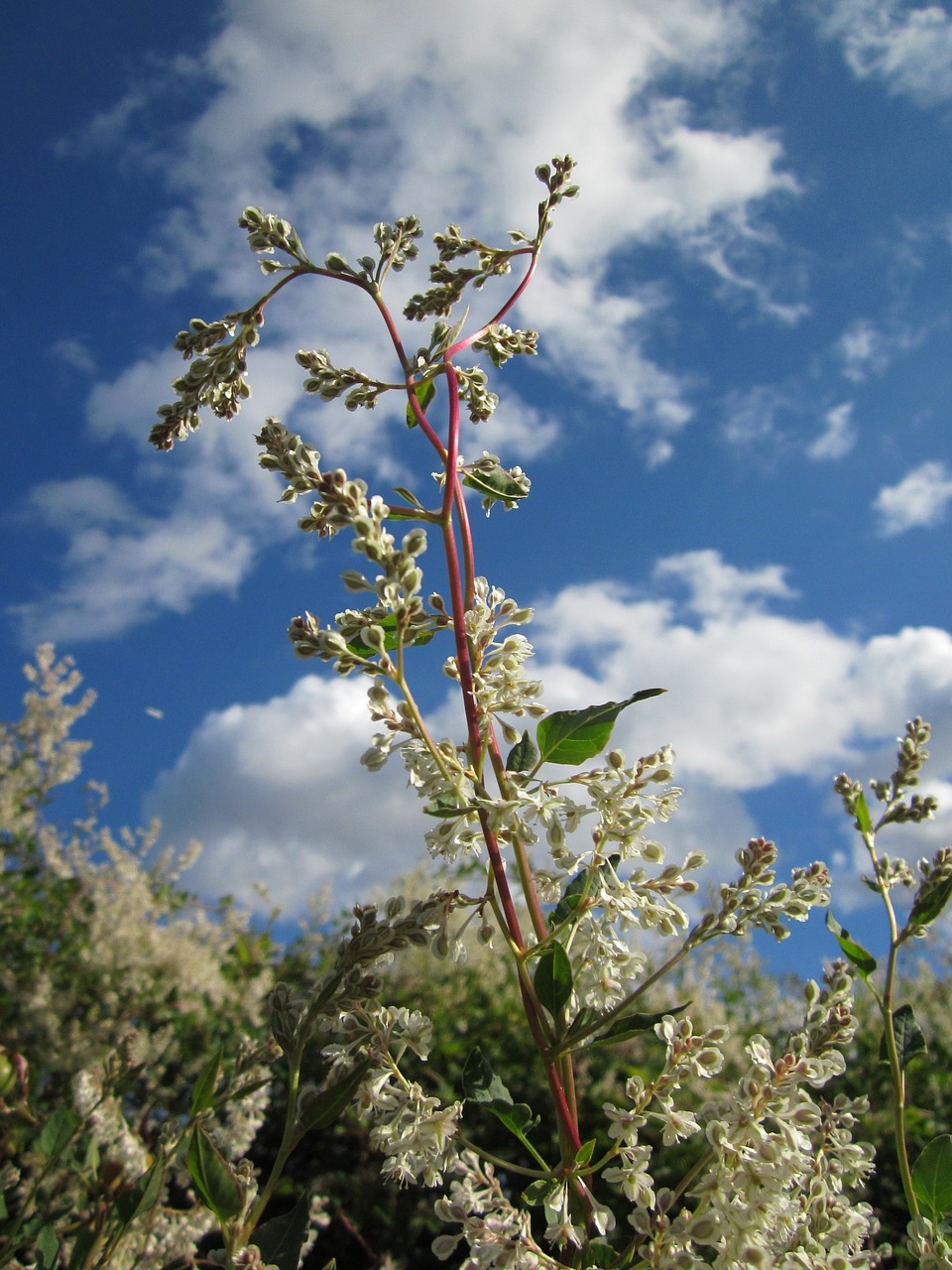 Fallopia Baldschuanica,  Rusų Vynuogių,  Bukhara Fleeceflower,  Kiniškasis Fleecevine,  Mylios-Minutė,  Sidabrinis Vėrinys,  Augalas,  Flora,  Botanika,  Rūšis