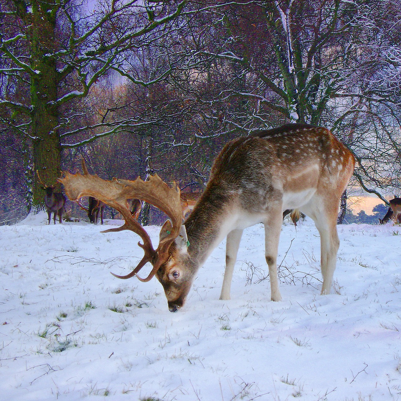 Pūdymas, Buck, Elnias, Sniegas, Nemokamos Nuotraukos,  Nemokama Licenzija