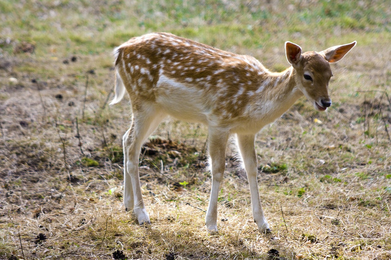 Paprastosios Elnies, Jaunas, Stiragai, Hirsch, Laukiniai, Flock, Rudens Miškas, Ragai, Zoologijos Sodas, Miškas