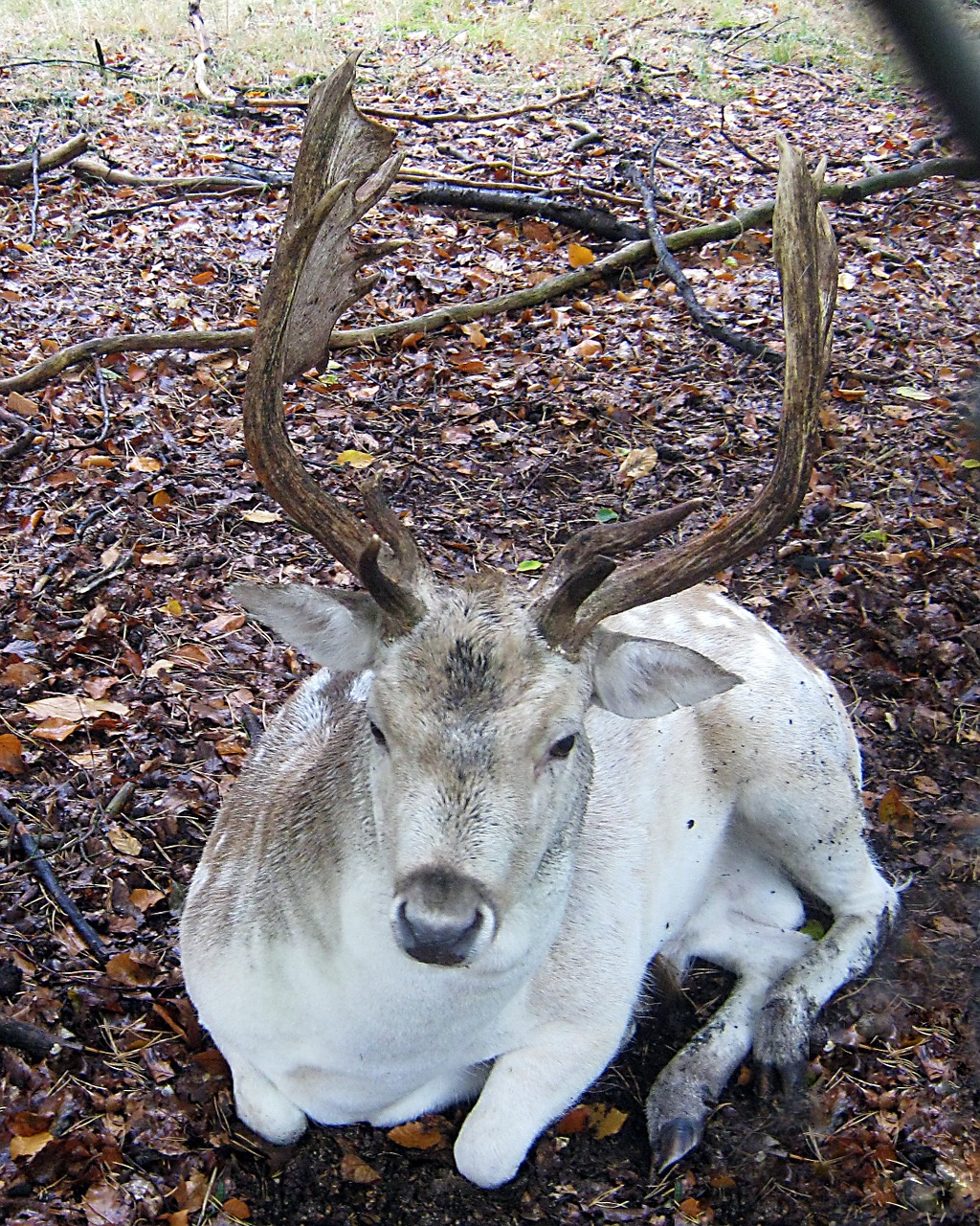 Paprastosios Elnies, Melas, Kailis, Dėmės, Antler, Samtelis, Ganyti, Laukinio Gyvenimo Parkas, Miškininkystė, Medžioklė