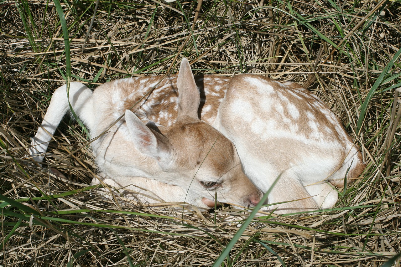 Paprastosios Elnies, Kūdikis, Kitz, Gyvūnas, Užtvanka Laukinė, Laukinės Gamtos Fotografija, Jaunas Gyvūnas, Viena Diena, Žinduolis, Nemokamos Nuotraukos