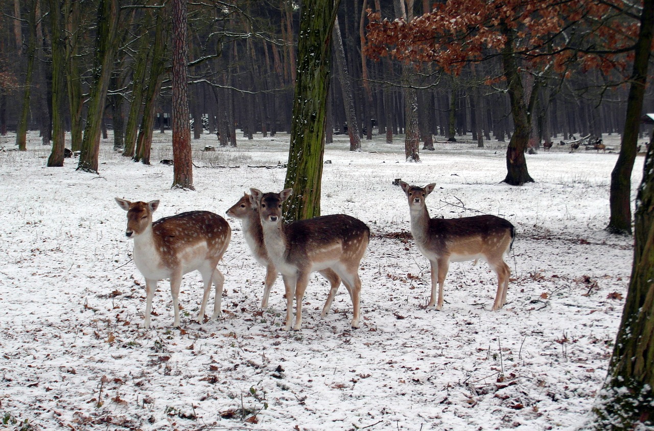 Paprastųjų Elnių Grupė, Žiema, Paprastosios Elnies, Kailis, Dėmės, Antler, Samtelis, Ganyti, Laukinio Gyvenimo Parkas, Miškininkystė