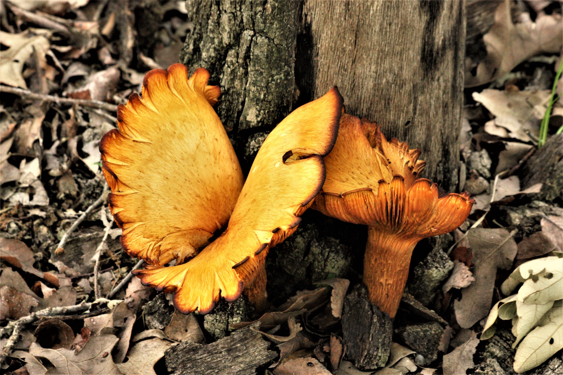 Gamta,  Augalai,  Grybai,  Grybai,  Chanterelle,  Netikras & Nbsp,  Chanterelle & Nbsp,  Auksas,  Ruda,  Auga