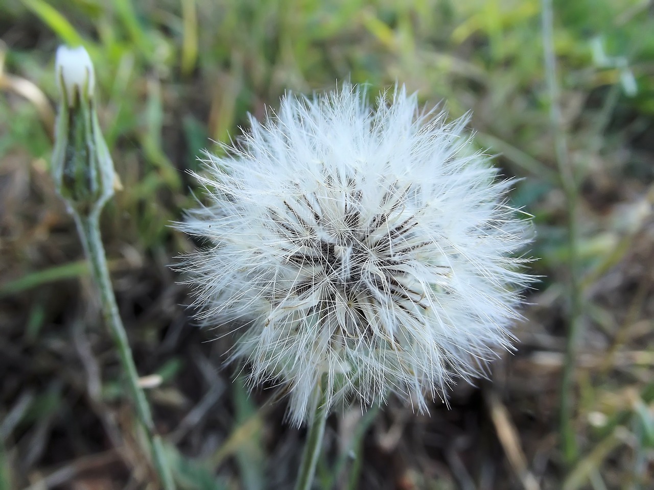 Klaidingas Kiaulpienis, Hawkweeds, Vėzdžuvės, Hieracium, Crepis, Gamta, Sėkla, Sėklos, Augalas, Sėklos Galvutė