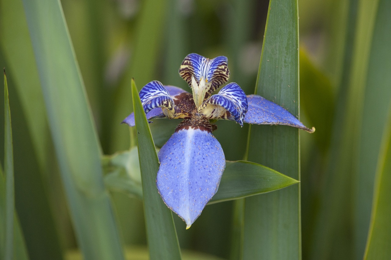 Klaidinga Rainelė,  Iris,  Gėlė,  Lelija,  Violetinė,  Modeliai,  Gamta,  Sodai,  Makrokomandas, Nemokamos Nuotraukos