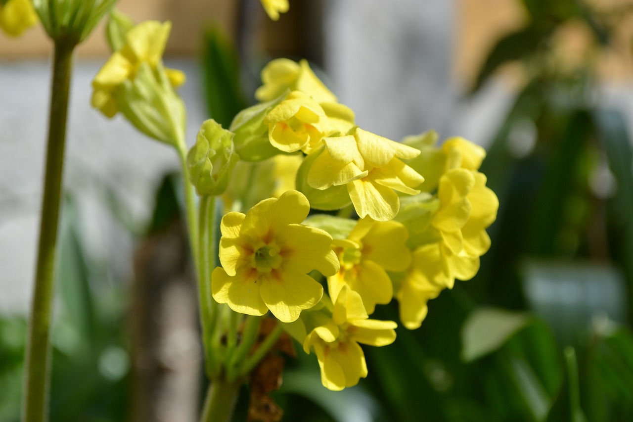 Klaidingas Okslipas, Gėlė, Primula Veris X Vulgaris, Geltona, Primula, Pavasaris, Iš Arti, Nemokamos Nuotraukos,  Nemokama Licenzija