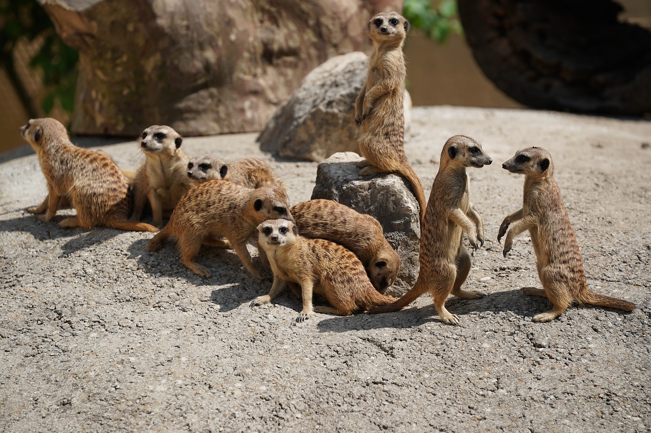 Šeima, Paketas, Orda, Meerkat, Vadovas, Apsauga, Gamta, Žinduolis, Juokinga, Zoologijos Sodas