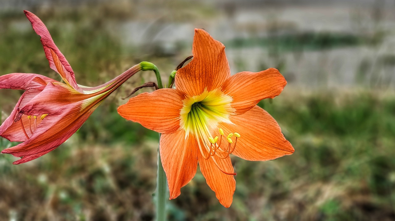 Šeima,  Lelija,  Šviesus,  Oranžinė,  Geltona,  Gamta,  Gėlė,  Flora,  Lauke,  Iš Arti