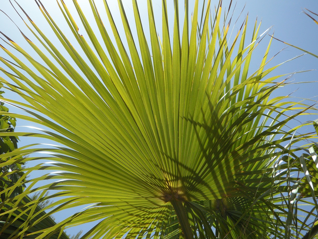 Ventiliatoriaus Palmių, Šviesa Ir Šešėlis, Struktūra, Dangus, Saulė, Šešėlių Žaidimas, Žalias, Palmių Lapelis, Nemokamos Nuotraukos,  Nemokama Licenzija