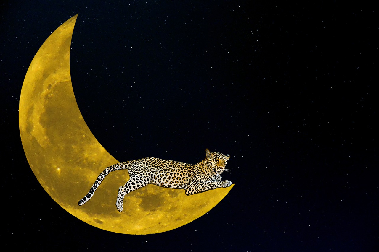 Fantazija, Mėnulis, Leopardas, Naktis, Žvaigždė, Pusmėnulis, Mistinis, Pusmėnulio Mėnulis, Atvirukas, Komponavimas