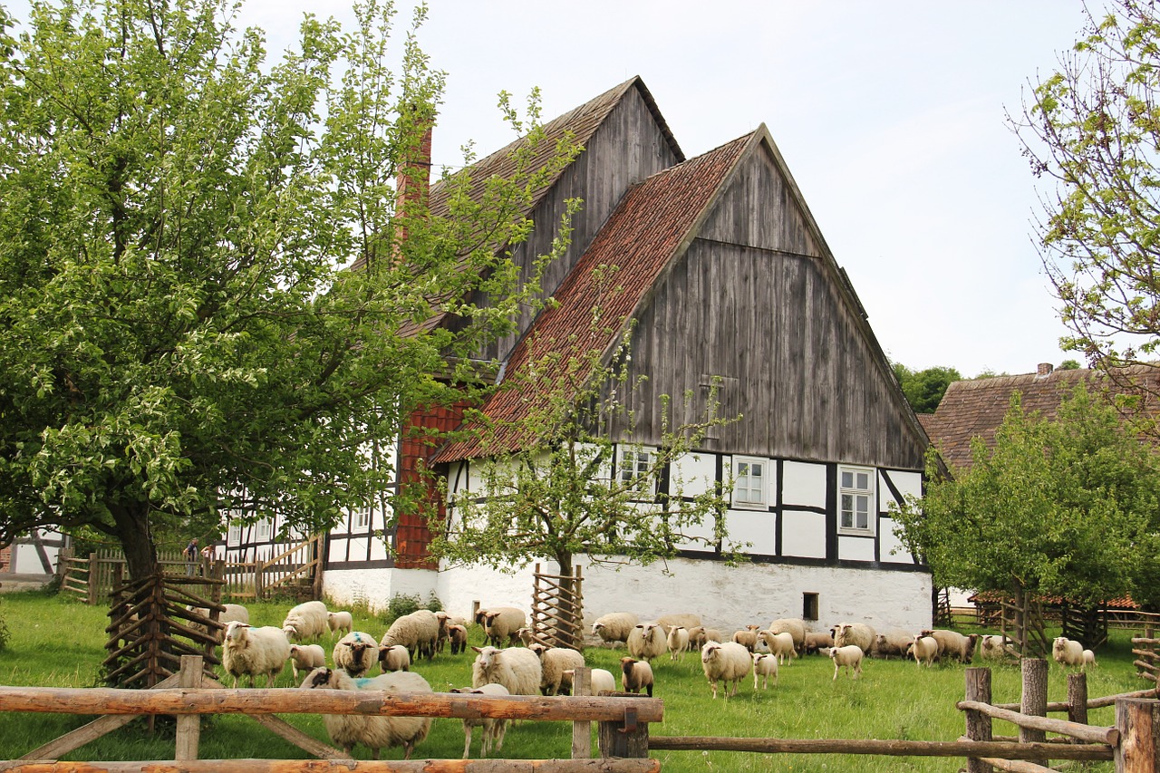 Ūkis, Avys, Avių Pulkas, Ėriukai, Gyvūnai, Pavasaris, Gamta, Pieva, Kaimas, Žemės Ūkio