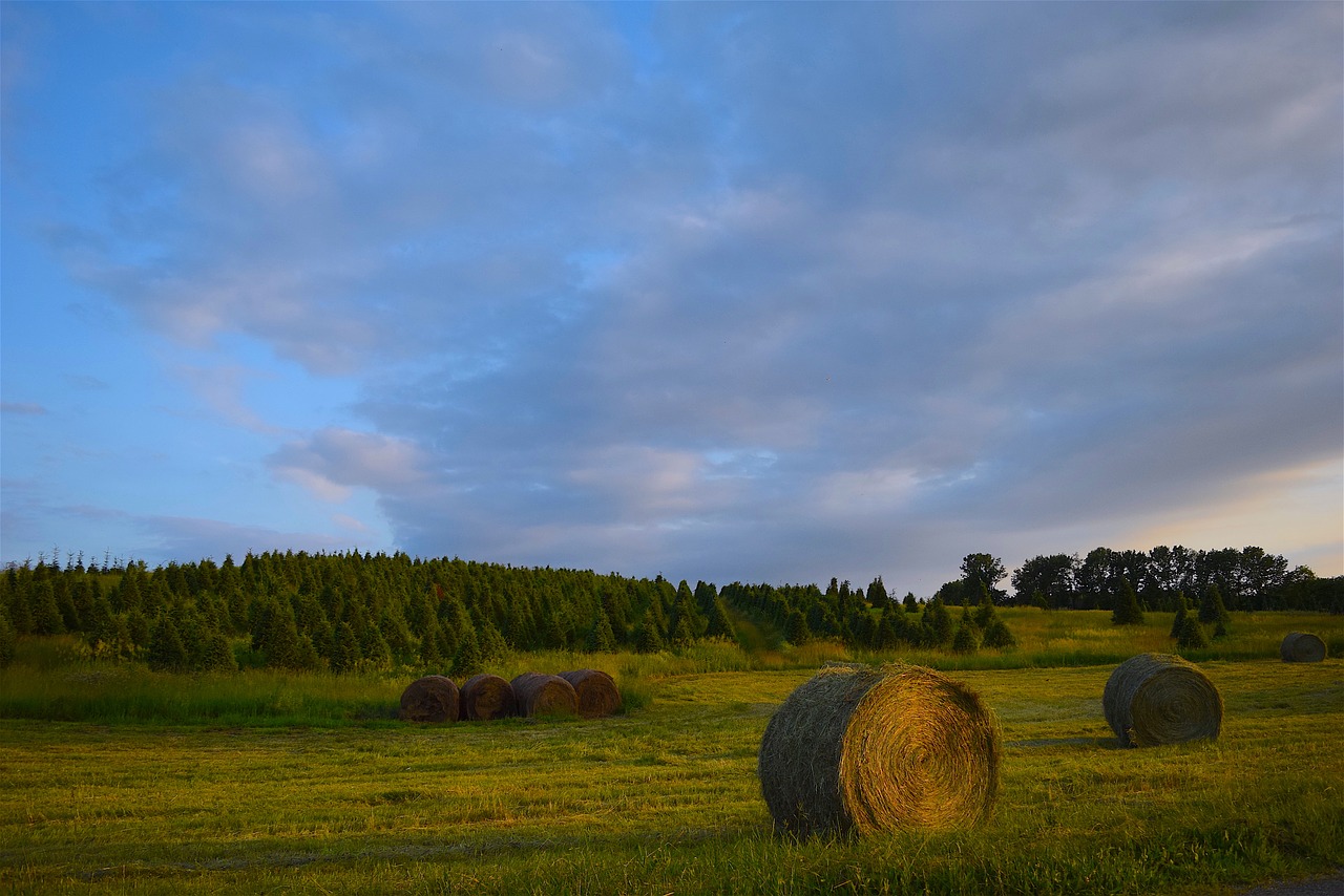 Ūkis, Medžiai, Šienas, Žalias, Žemdirbystė, Kraštovaizdis, Kaimas, Šalis, Laukas, Sodas