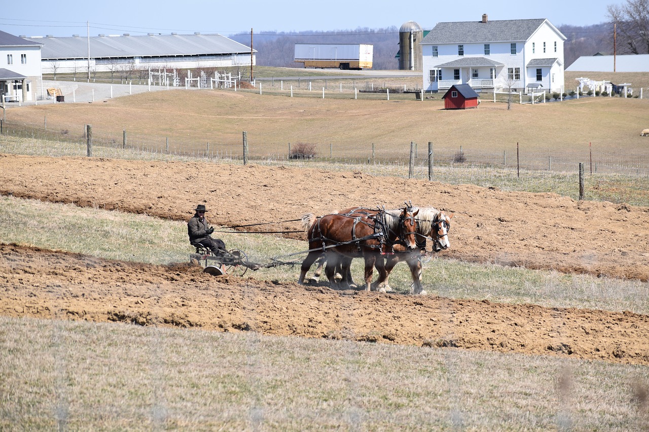 Ūkis,  Žemdirbystė,  Laukas,  Amish,  Ohio,  Žemės Ūkio,  Ūkininkas,  Be Honoraro Mokesčio, Nemokamos Nuotraukos,  Nemokama Licenzija