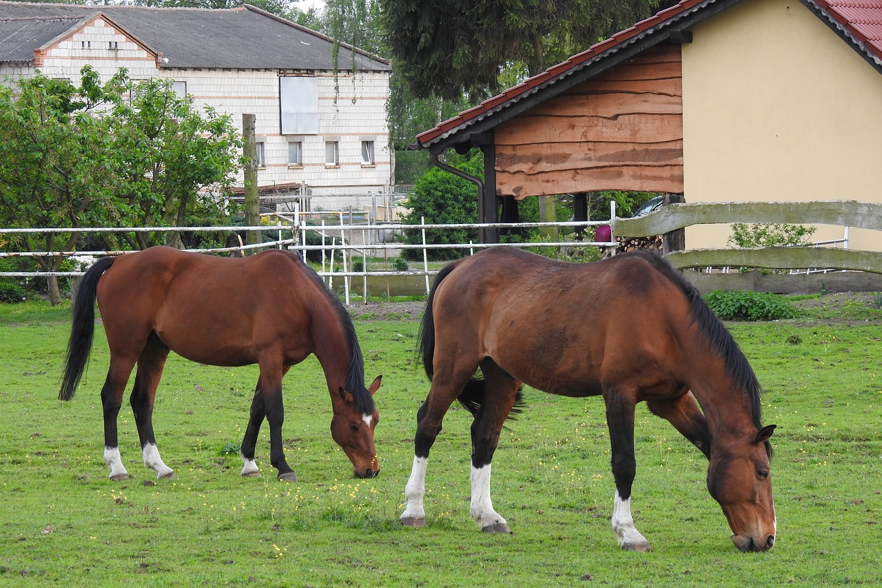 Ūkis,  Gyvūnai,  Žinduoliai,  Catwalk,  Arklys,  Arkliai,  Gyvūnas,  Pavasaris, Nemokamos Nuotraukos,  Nemokama Licenzija