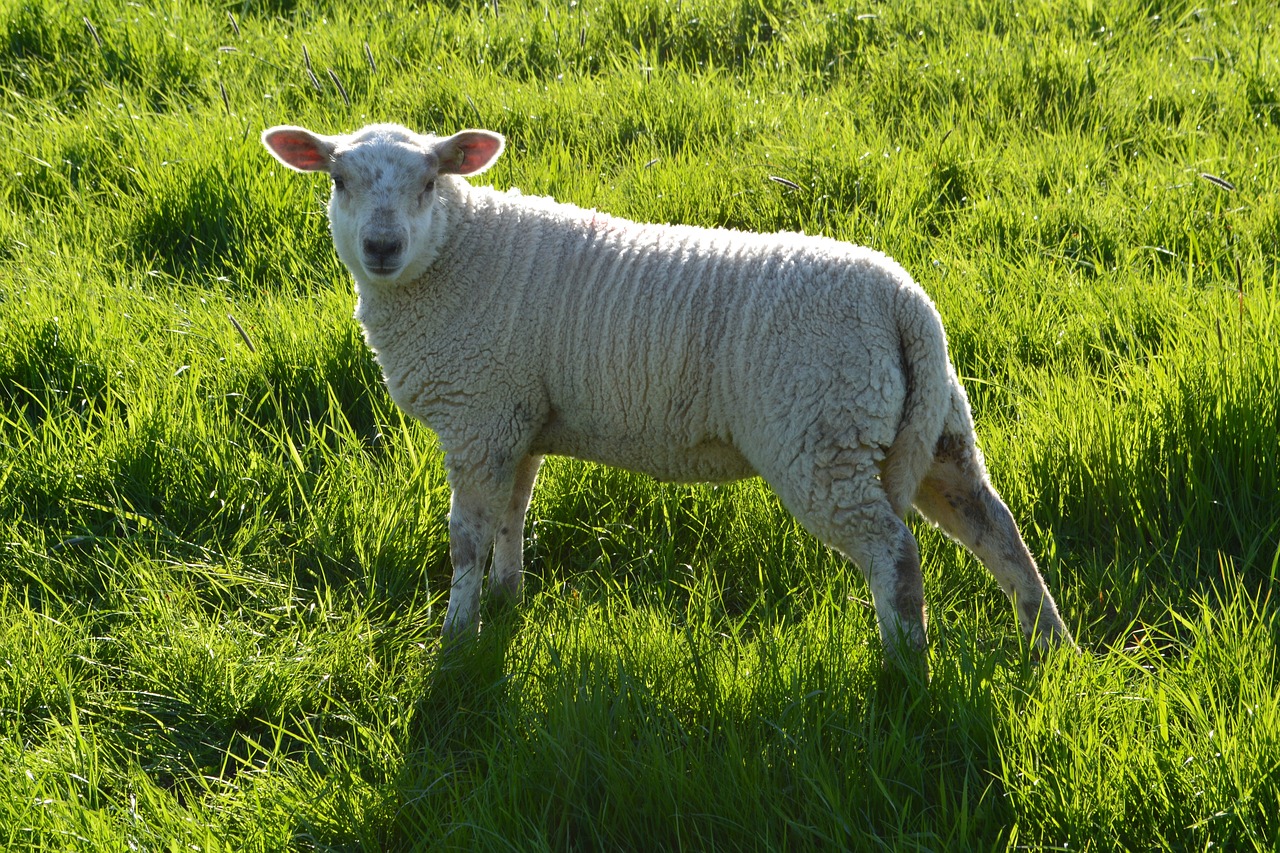 Ūkis,  Žolė,  Žemdirbystė,  Meadow,  Laukas,  Avių,  Ėriena, Nemokamos Nuotraukos,  Nemokama Licenzija