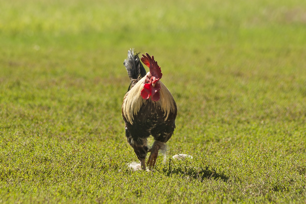 Ūkis,  Gallo,  Pobūdį,  Plunksnos,  Mielas,  Pavasaris,  Gyvūnas,  Plunksna,  Paukštis,  Vairas