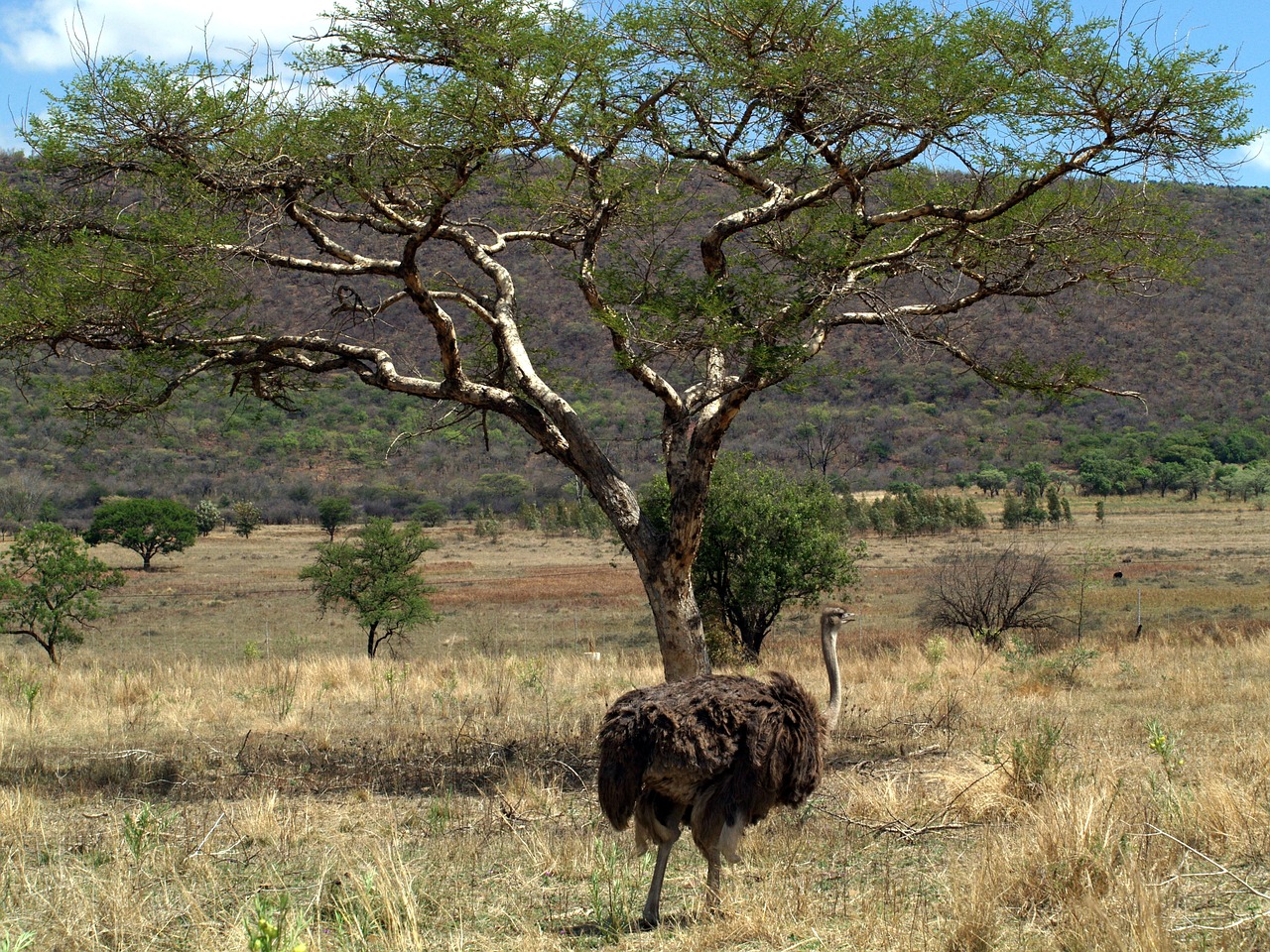 Emu Paukštis, Mpumalanga, Pietų Afrika, Nemokamos Nuotraukos,  Nemokama Licenzija