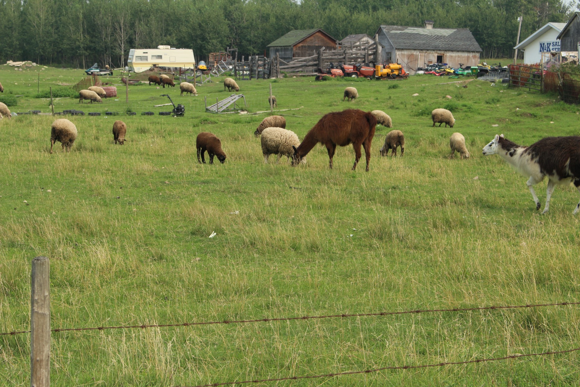 Ūkis,  Avys,  Lama,  Gyvuliai,  Ūkių Avių Lamos Gyvuliai, Nemokamos Nuotraukos,  Nemokama Licenzija