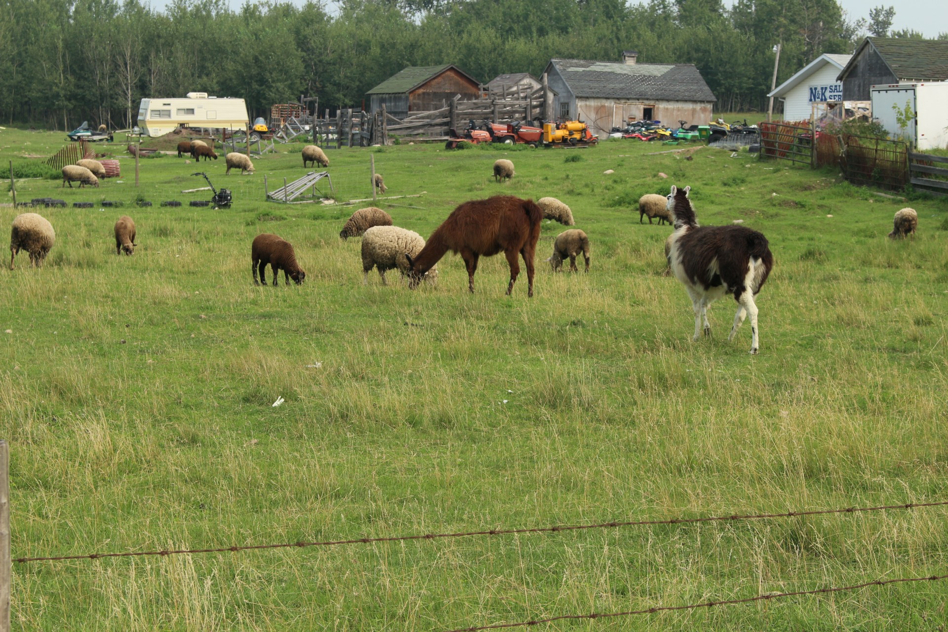 Ūkis,  Avys,  Lama,  Gyvuliai,  Ūkių Avių Lamos Gyvuliai, Nemokamos Nuotraukos,  Nemokama Licenzija