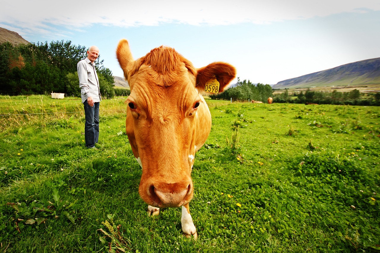 Ūkininkas, Karvė, Iceland, Gyvūnai, Nemokamos Nuotraukos,  Nemokama Licenzija