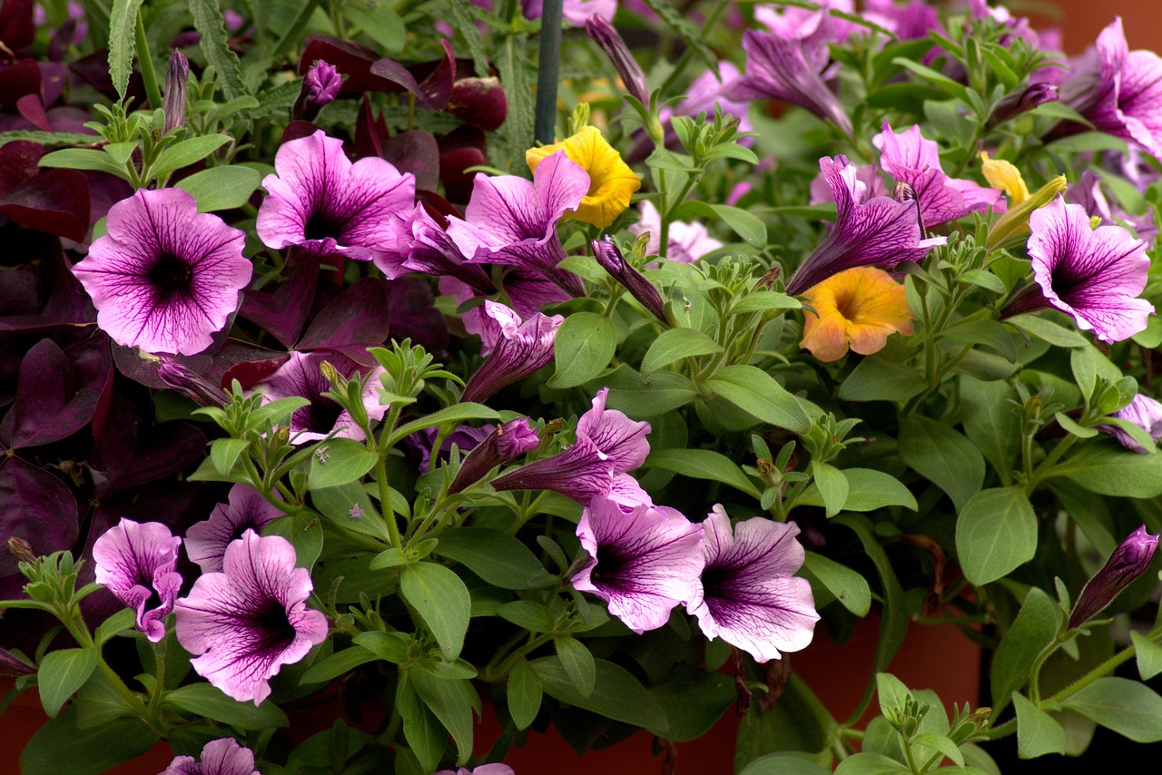 Farmers Market Petunias,  Farmers Market Gėlės,  Turgus,  Ūkininkų Turgus,  Ūkis,  Žemės Ūkio,  Sodas,  Augalų,  Violetinė,  Žalias