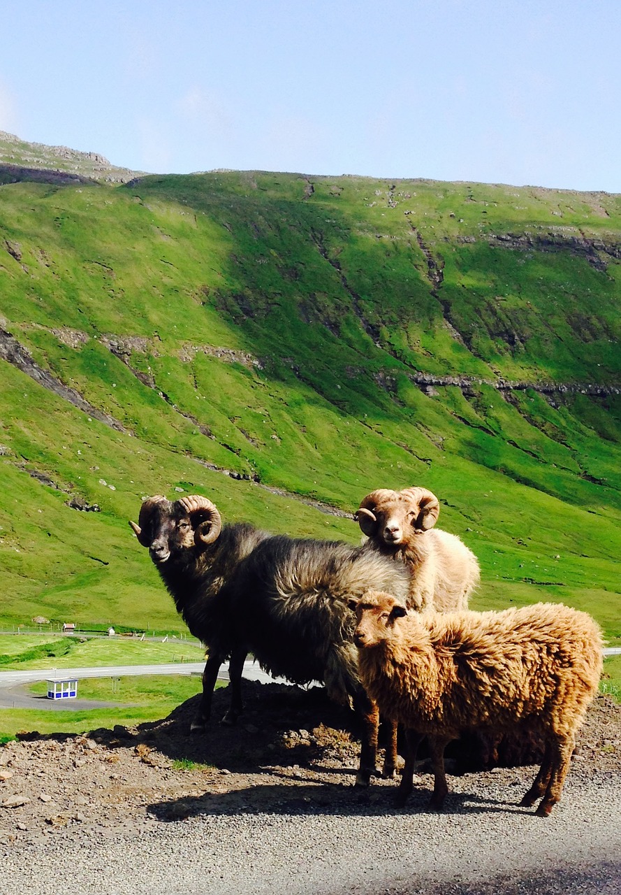 Farerų Salos, Avys, Gamta, Nemokamos Nuotraukos,  Nemokama Licenzija