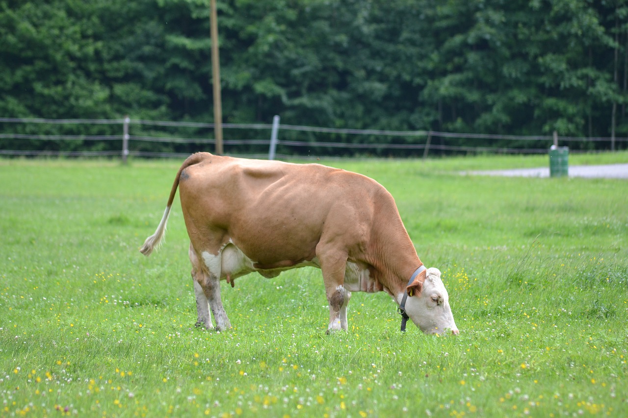 Stora Karvė, Ganymas Taikiai, Zali Laukai, Nemokamos Nuotraukos,  Nemokama Licenzija