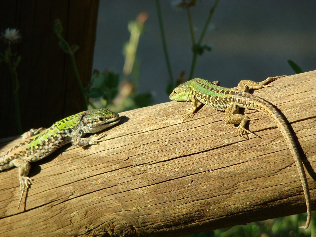 Fauna, Driežas, Ropliai, Nemokamos Nuotraukos,  Nemokama Licenzija