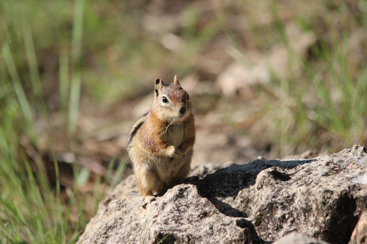 Voverė, Flagstaff, Az, Nemokamos Nuotraukos,  Nemokama Licenzija