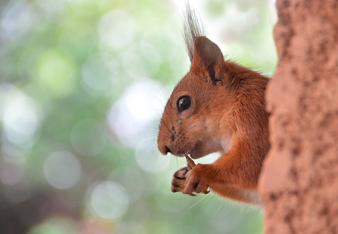 Fauna, Voverė, Gamta, Roux, Nemokamos Nuotraukos,  Nemokama Licenzija