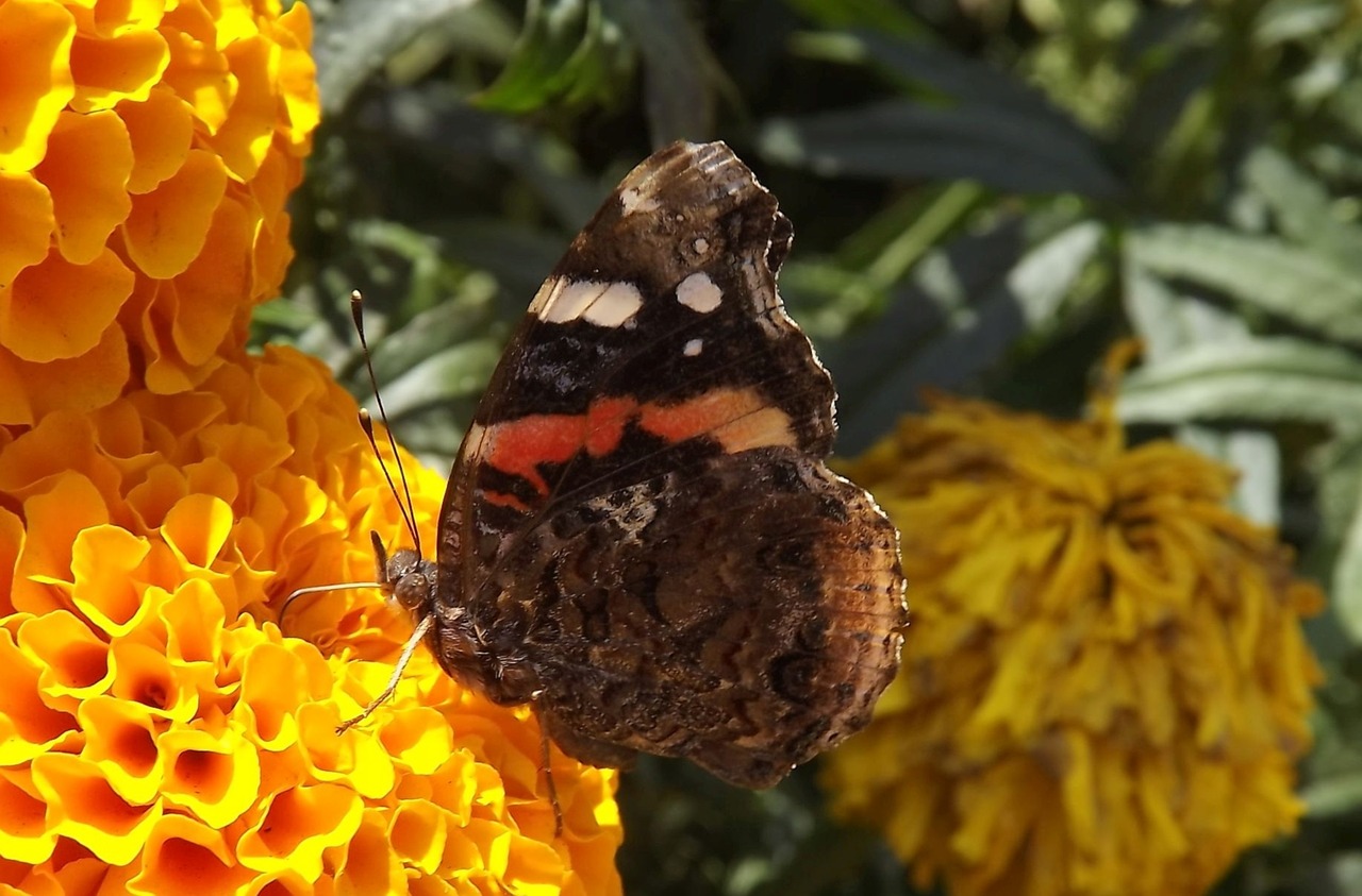 Fauna, Drugelis, Sparnai, Gamta, Gėlės, Nemokamos Nuotraukos,  Nemokama Licenzija