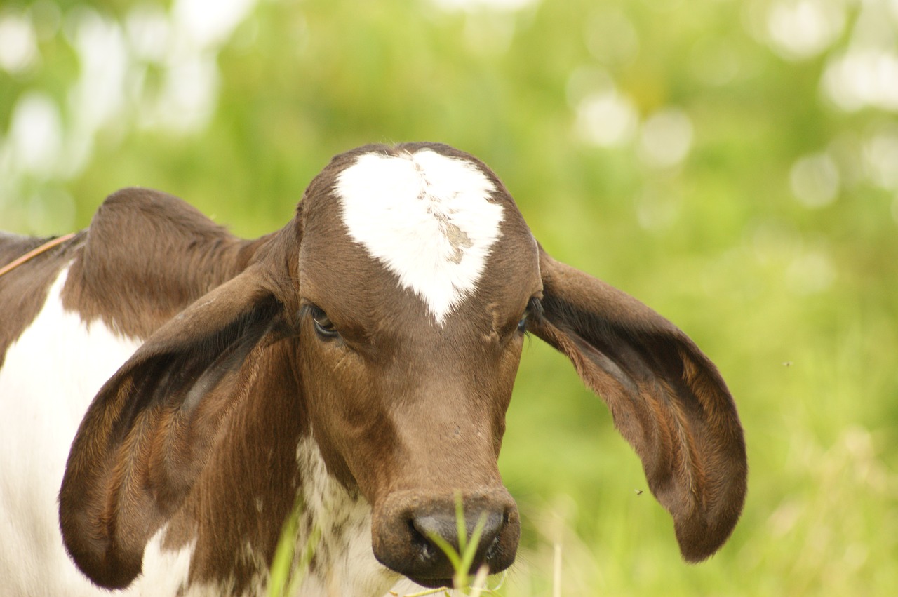 Fauna, Ulloa, Risaralda, Kolumbija, Nemokamos Nuotraukos,  Nemokama Licenzija