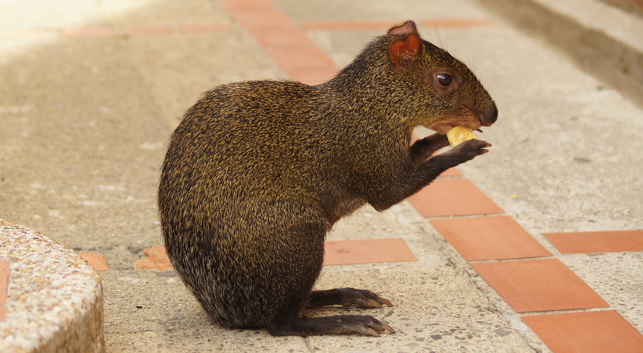 Fauna, Guatinas, Rodedoras, Laukinis Gyvūnas, Nemokamos Nuotraukos,  Nemokama Licenzija