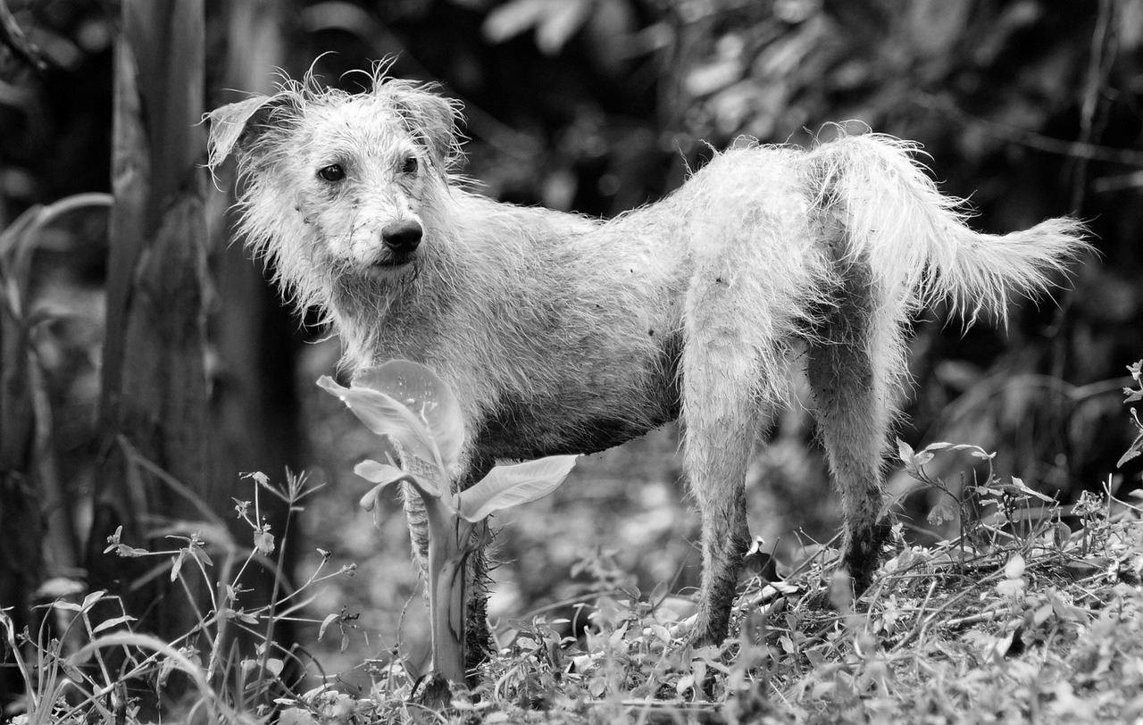 Fauna, Gyvūnas, Šuo, Naminis Gyvūnėlis, Juoda Ir Balta, Nemokamos Nuotraukos,  Nemokama Licenzija