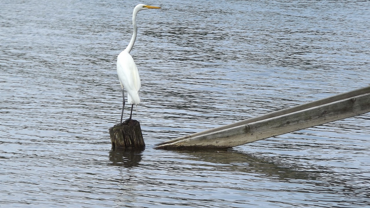 Fauna, Laukiniai Paukščiai, Paukštis, Didžioji Balta Egret, Ežeras, Gamta, Iš Arti, Nemokamos Nuotraukos,  Nemokama Licenzija