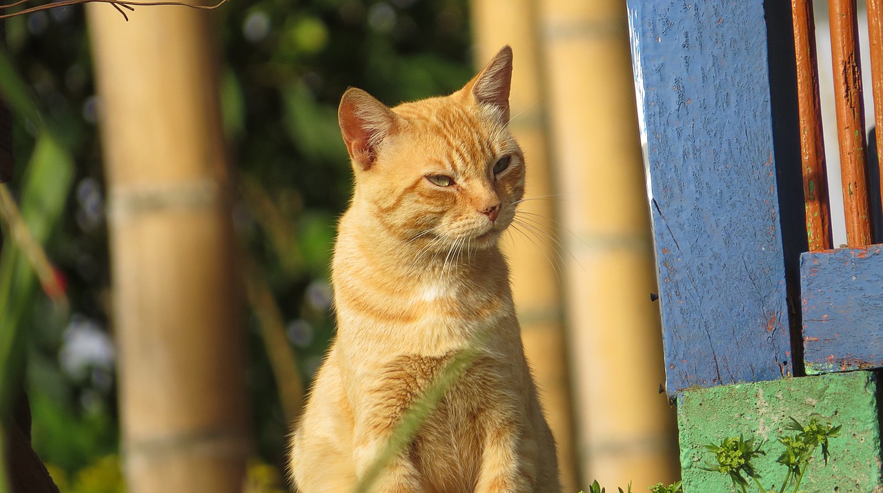 Fauna, Naminis Gyvūnas, Katė, Kolumbija, Nemokamos Nuotraukos,  Nemokama Licenzija