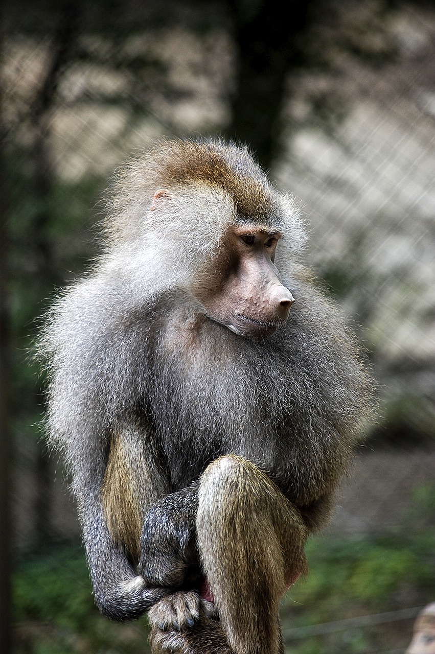 Fauna, Primatai, Beždžionės, Nemokamos Nuotraukos,  Nemokama Licenzija