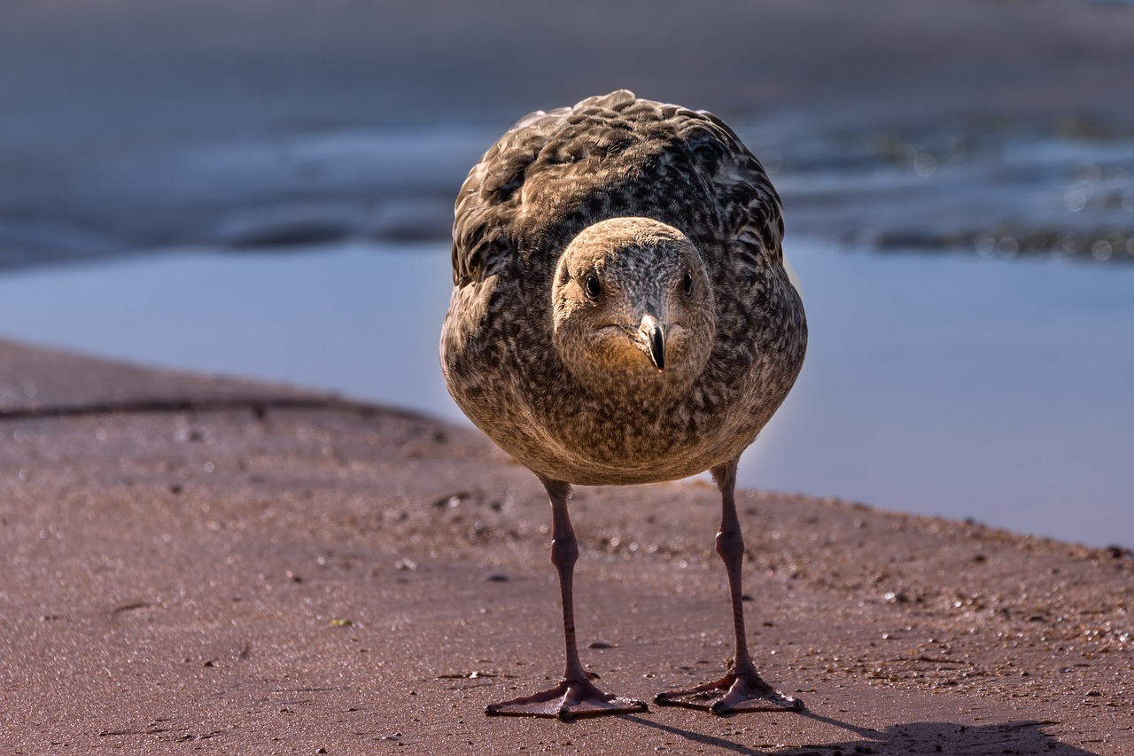 Fauna, Gamta, Paukštis, Gyvūnas, Lauke, Kajakas, Gyvūnų Portretas, Nemokamos Nuotraukos,  Nemokama Licenzija