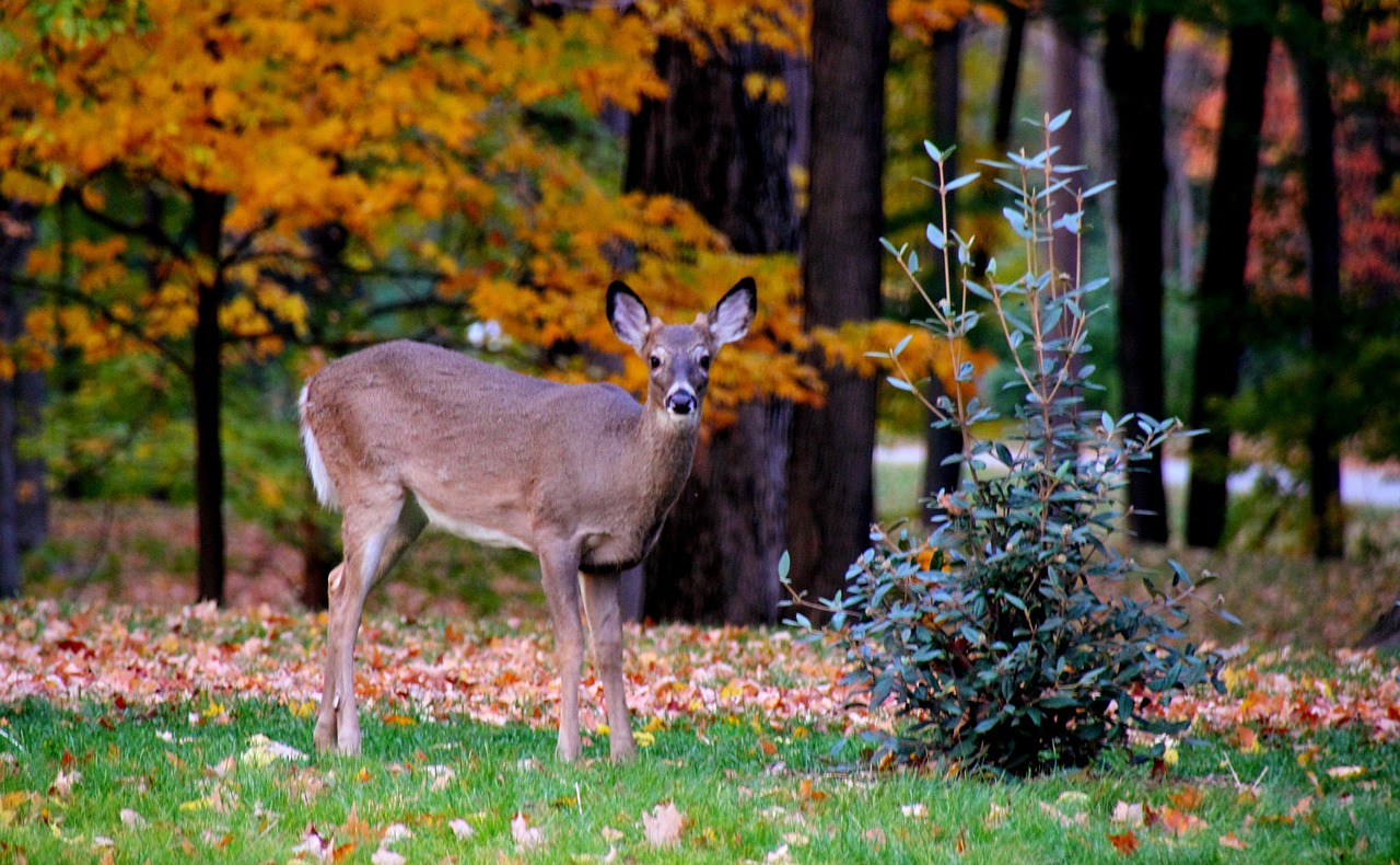 Fauna,  Elnias,  Kritimas,  Lapai,  Parkas,  Gyvūnas,  Gamta,  Laukinė Gamta,  Miškas,  Mielas