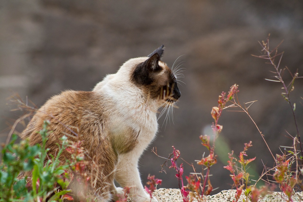 Katė, Fauna, Gyvūnas, Laukiniai, Nemokamos Nuotraukos,  Nemokama Licenzija