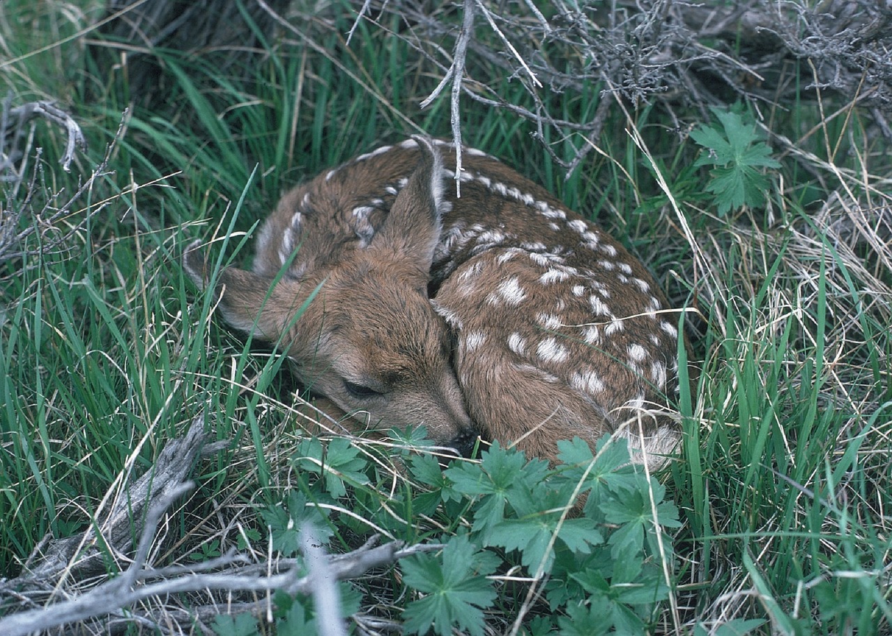 Žvilgsnis, Elnias, Kūdikis, Jaunas, Žolė, Baltieji Uodegai, Mielas, Dėmės, Gamta, Laukinė Gamta