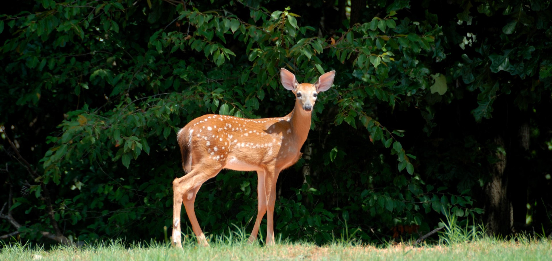 Iš Arti,  Izoliuotas,  Kūdikis,  Whitetail,  Žinduolis,  Drovus,  Uodega,  Kailis,  Ausys,  Elnias