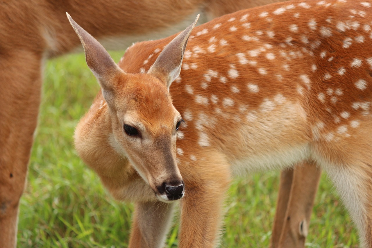 Gelsvai Ruda,  Gyvūnas,  Balta Uodega Elnias,  Žinduolis,  Kailiai,  Dėmės,  Gyvūnijos, Nemokamos Nuotraukos,  Nemokama Licenzija