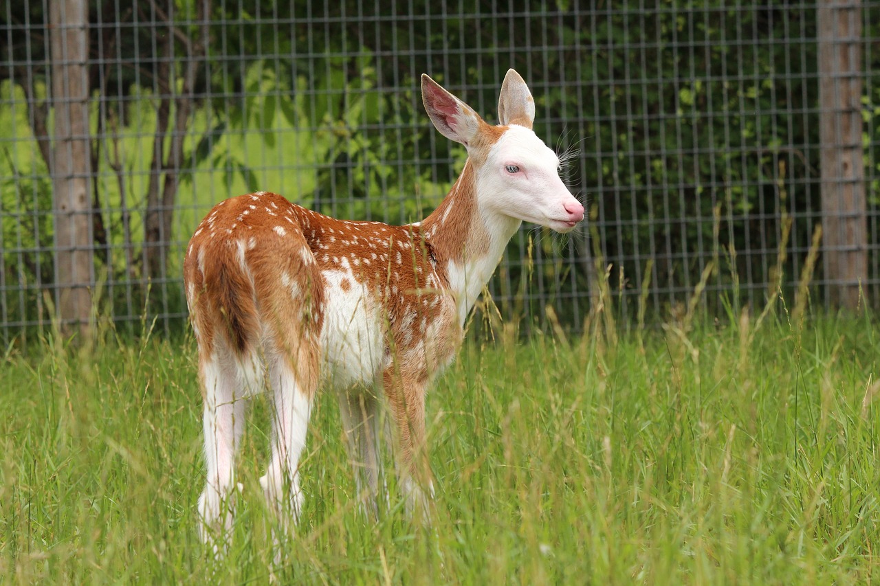 Gelsvai Ruda,  Whitetail Elnias,  Elniai,  Gyvūnijos,  Žinduolis,  Gyvūnas,  Mielas,  Naujagimis,  Dėmės,  Laukas