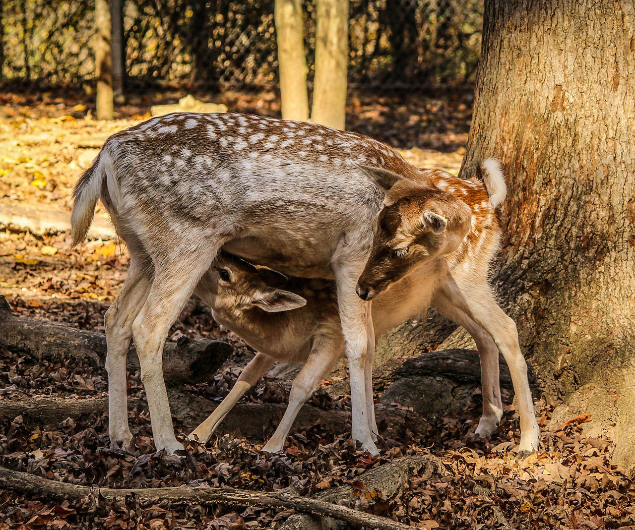 Šėrimas, Doe, Kaina, Paprastosios Elnies, Cervidae, Atrajotojas, Nemokamos Nuotraukos,  Nemokama Licenzija