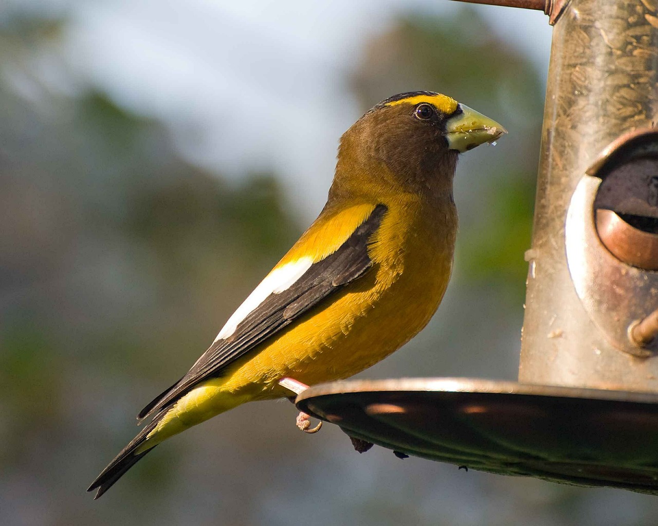 Tiektuvas, Paukštis, Ešeriai, Vakaras, An, Grosbeak, Paukščiai, Gyvūnai, Fauna, Nemokamos Nuotraukos