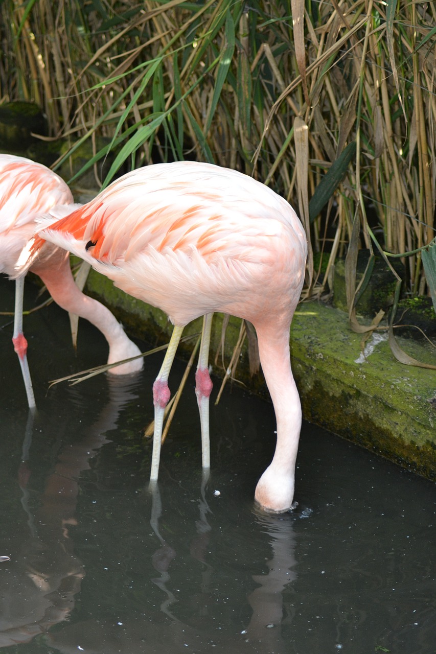 Maitina Flamingas, Rožinės Flamingos, Paukščiai, Ilgas Kaklas, Ilgos Kojos, Maitinimas, Paukščiai, Vada, Nemokamos Nuotraukos,  Nemokama Licenzija