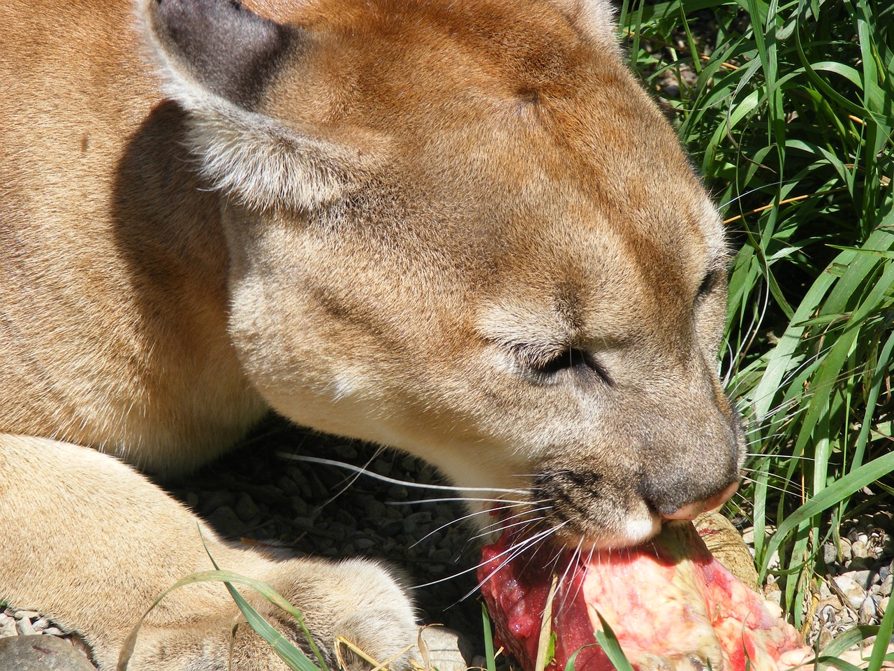 Kačių, Puma, Laukinė Gamta, Gyvūnas, Zoologijos Sodas, Nemokamos Nuotraukos,  Nemokama Licenzija