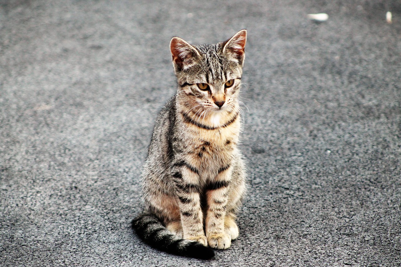 Kačių,  Wildcat,  Gyvūnai,  Naminė Katė,  Mielas,  Gyvūnas,  Jauna Katė,  Saldumas,  Gyvūnija,  Naminis Gyvūnas